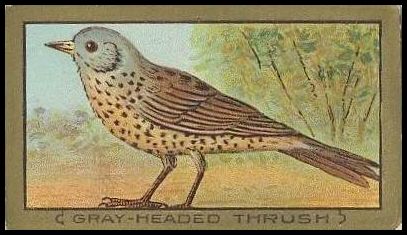 73 Gray Headed Thrush